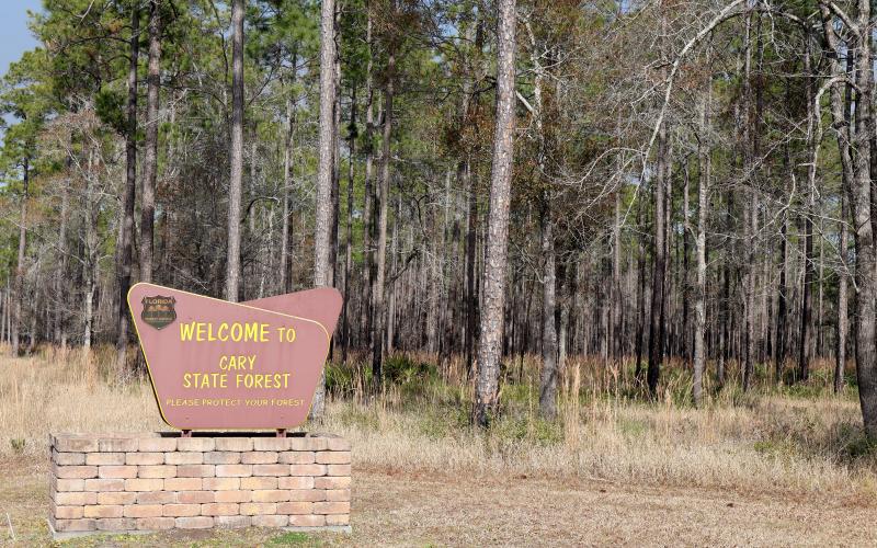 Florida's state forests offer a variety of outdoor recreation opportunities.