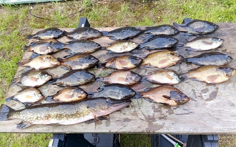 Displayed are the fish caught during Saturday’s fishing trip to the Okefenokee Swamp. The large fish in the front is a pike, which some call a jack fish. Photo by Lonnie Bowen