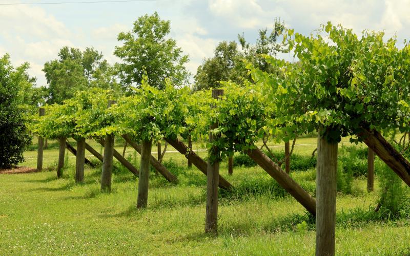 Muscadine vines grow grapes that are cultivated into wines that share the family’s stories. Photos by Anna Newhoff