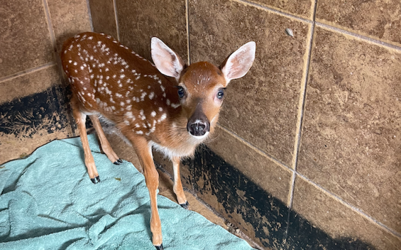 OtterSpace Wildlife, a nonprofit in Hilliard, will soon become the nation’s largest fox rescue. Already, the rehabilitation center has a variety of animals, including deer. Photo by Marisa DeMar