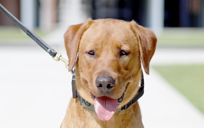 Max is pictured at left as well as above with Nassau County Sheriff’s Deputy Brandon Griffith, who serves as the school resource officer at Yulee Middle School and as Max’s handler. They will visit several schools this year. Submitted