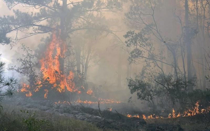 A brush fire ignited in Hilliard Nov. 22, burning 43 acres. According to a Florida Highway Patrol press release, the fire started at 1:09 p.m. near U.S. 1 and Murrhee Road.