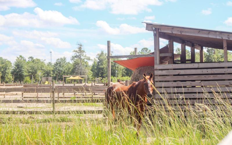 Paramount ARC has several therapy horses on its property. Photo by Marisa DeMar