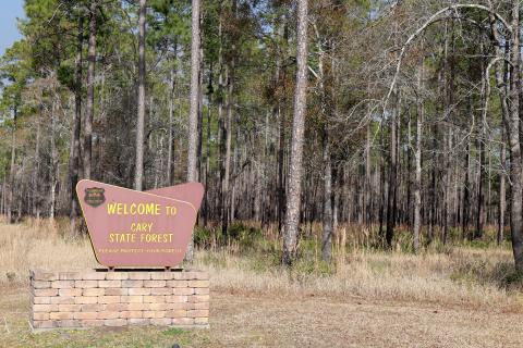 Florida's state forests offer a variety of outdoor recreation opportunities.