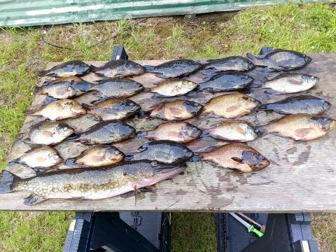 Displayed are the fish caught during Saturday’s fishing trip to the Okefenokee Swamp. The large fish in the front is a pike, which some call a jack fish. Photo by Lonnie Bowen
