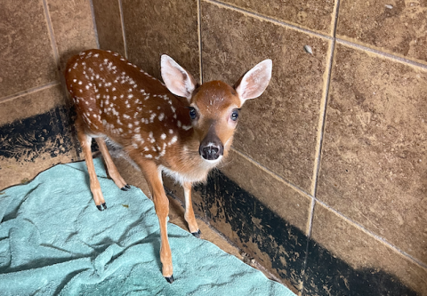 OtterSpace Wildlife, a nonprofit in Hilliard, will soon become the nation’s largest fox rescue. Already, the rehabilitation center has a variety of animals, including deer. Photo by Marisa DeMar