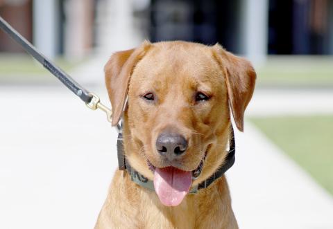 Max is pictured at left as well as above with Nassau County Sheriff’s Deputy Brandon Griffith, who serves as the school resource officer at Yulee Middle School and as Max’s handler. They will visit several schools this year. Submitted