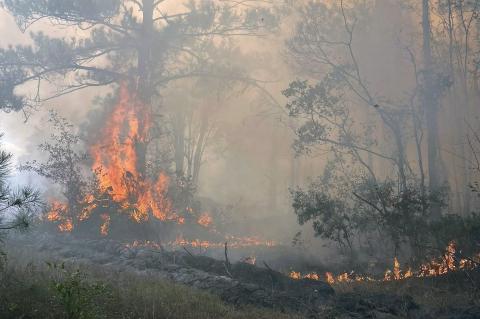 A brush fire ignited in Hilliard Nov. 22, burning 43 acres. According to a Florida Highway Patrol press release, the fire started at 1:09 p.m. near U.S. 1 and Murrhee Road. 