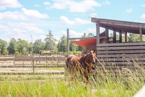 Paramount ARC has several therapy horses on its property. Photo by Marisa DeMar